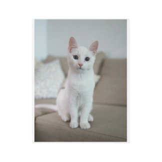 white cat metal print