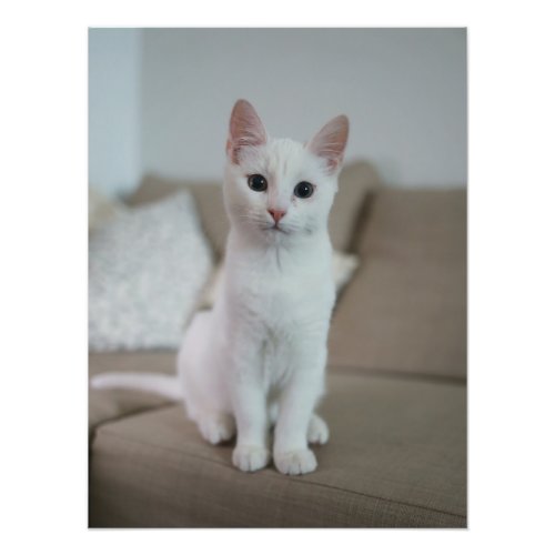 White cat photo print