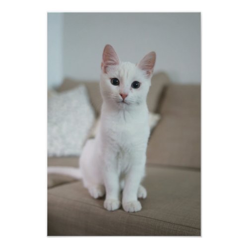 White cat photo print