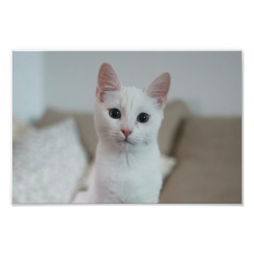 White cat photo print