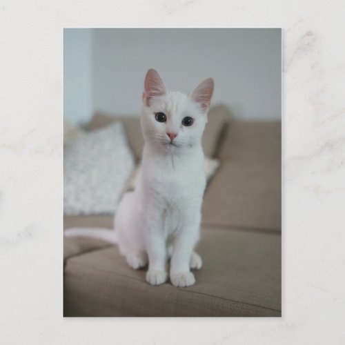 White cat postcard