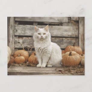 White Cat Vintage Autumn Pumpkins Postcard
