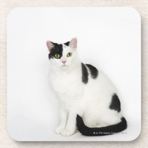 White cat with black spots beverage coaster