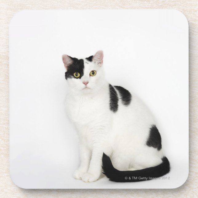 White cat with black spots beverage coaster (Front)