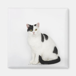 White cat with black spots magnet