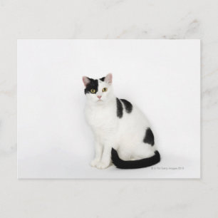 White cat with black spots postcard