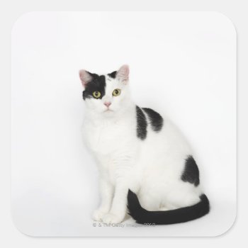 White Cat With Black Spots Square Sticker by prophoto at Zazzle