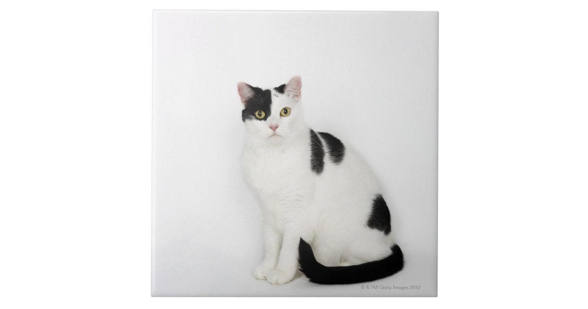 white cat with black spots