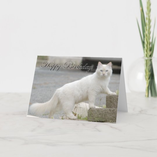White cat with Happy Birthday Card | Zazzle.com