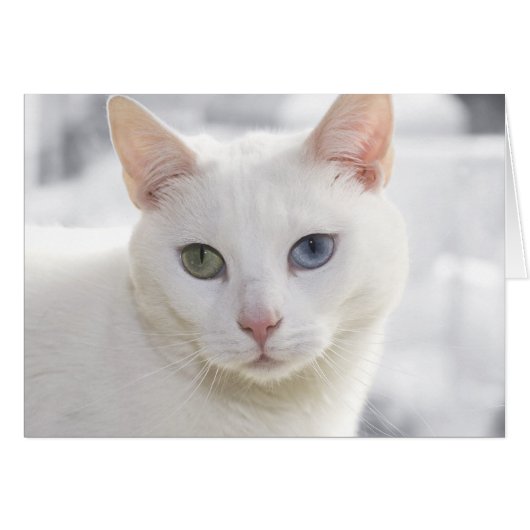 white cat with odd eyes (Front Horizontal)