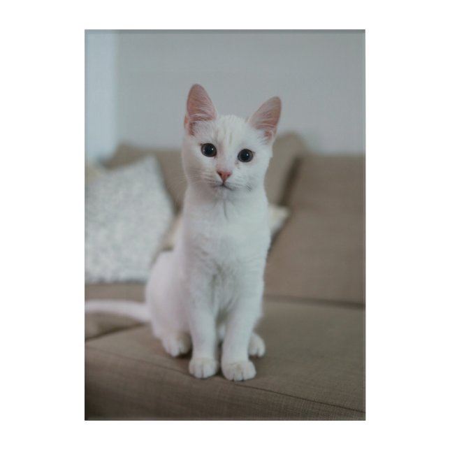 White cat | Zazzle_Growshop. Acrylic Print (Front)
