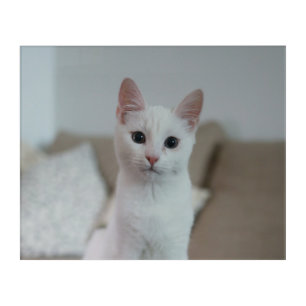 White cat Zazzle_Growshop. Acrylic Print