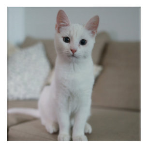 White cat   Zazzle_Growshop. Acrylic Print