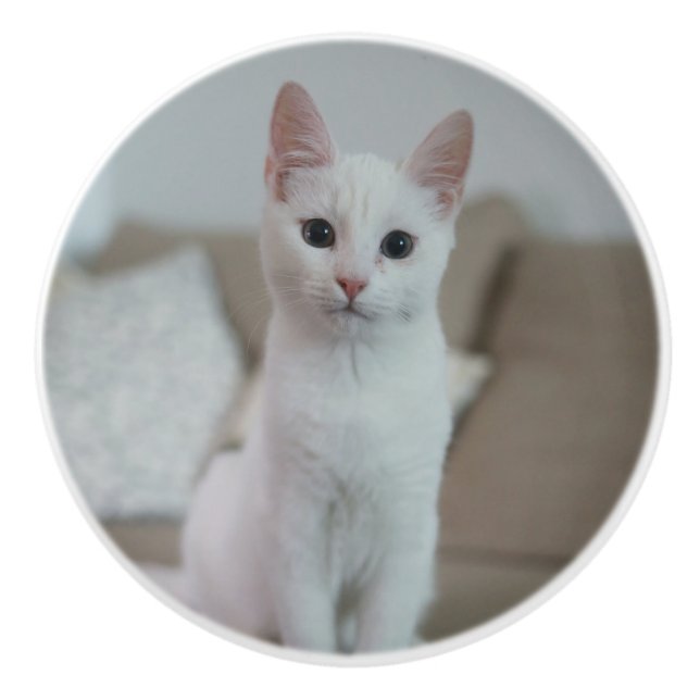 White cat | Zazzle_Growshop. Ceramic Knob (Front)