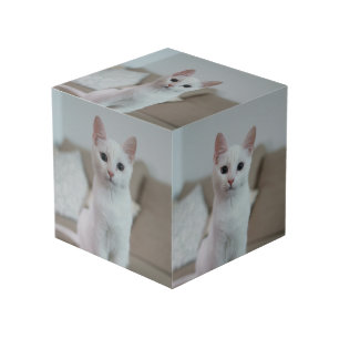 White cat   Zazzle_Growshop. Cube