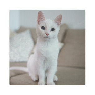 White cat   Zazzle_Growshop. Metal Print