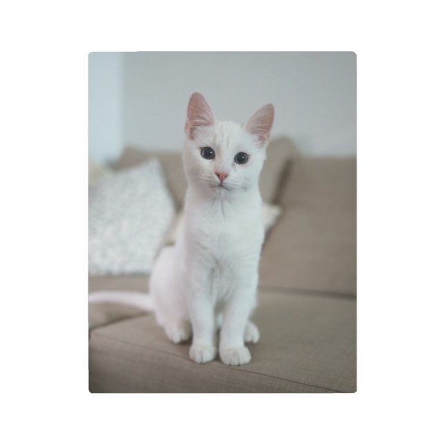 White cat | Zazzle_Growshop. Metal Print (Front)