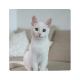 White cat   Zazzle_Growshop. Metal Print
