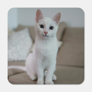 White cat Zazzle_Growshop. Metal Sign