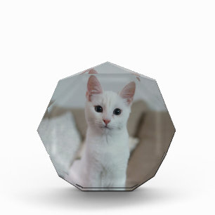 White cat Zazzle_Growshop. Photo Block