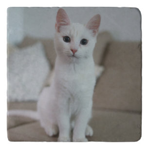 White cat   Zazzle_Growshop. Trivet