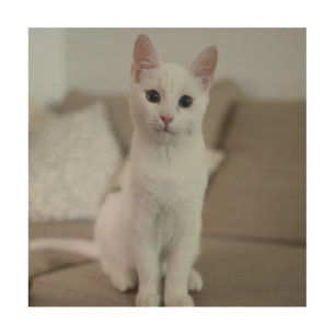 White cat   Zazzle_Growshop. Wood Wall Art