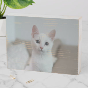 White cat   Zazzle_Growshop. Wooden Box Sign