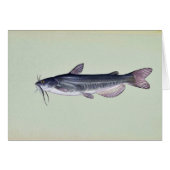 White catfish (Front Horizontal)