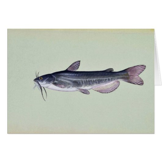 White catfish cards (Front Horizontal)