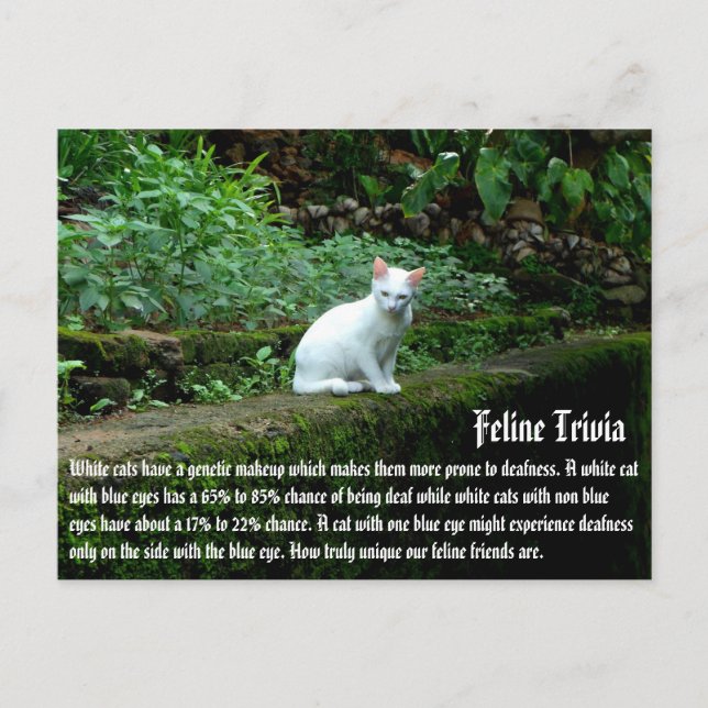 White Cats Postcard (Front)