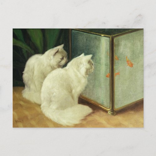 White Cats Watching Goldfish Postcard