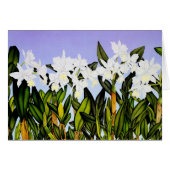 White Cattleya Orchids (Front Horizontal)