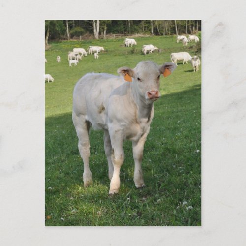 White charolais calf photo postcard