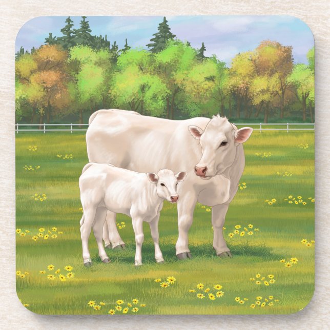 White Charolais Cow & Cute Calf Beef Cattle Beverage Coaster (Front)