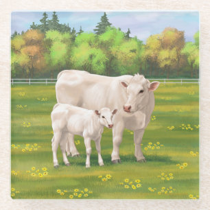 White Charolais Cow & Cute Calf Beef Cattle Glass Coaster