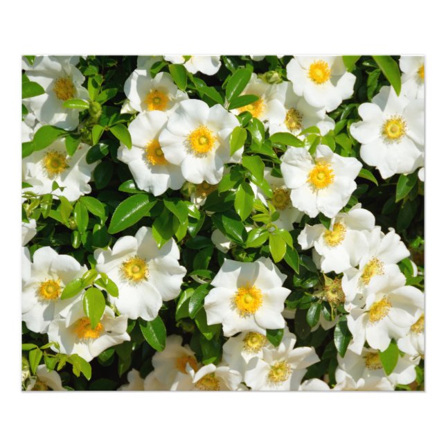 White Cherokee Rose  Photo Print (Front)