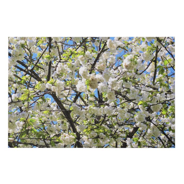White Cherry Blossom Faux Wrapped Canvas Print (Front)