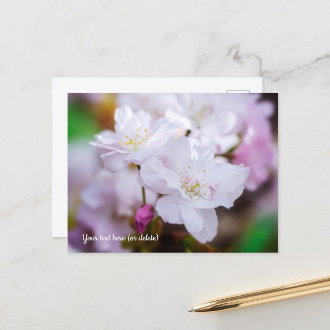 White Cherry Blossom Postcard (Front/Back In Situ)