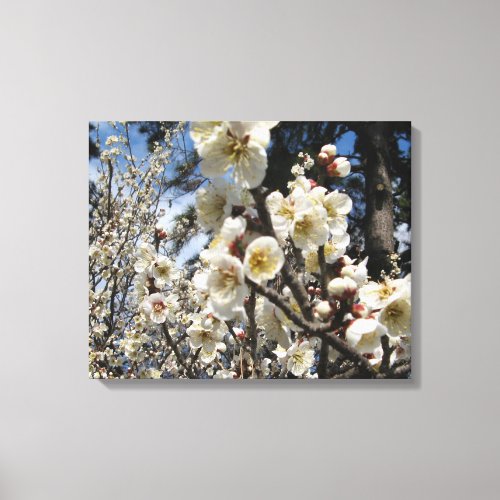 White Cherry Blossom  Sakura  サクラ桜 Canvas Print