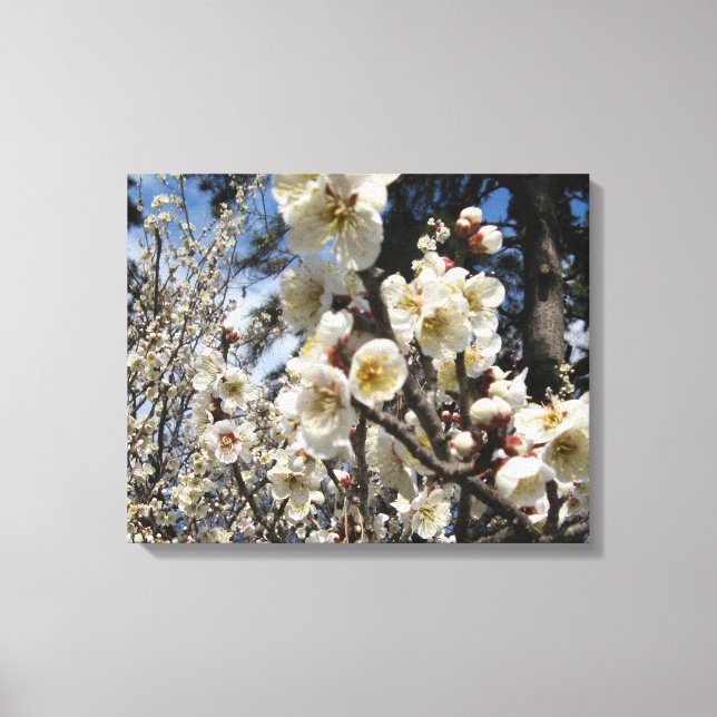 White Cherry Blossom / Sakura / サクラ（桜） Canvas Print (Front)