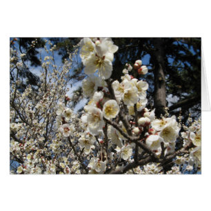 White Cherry Blossom / Sakura / サクラ(桜)Card Cards