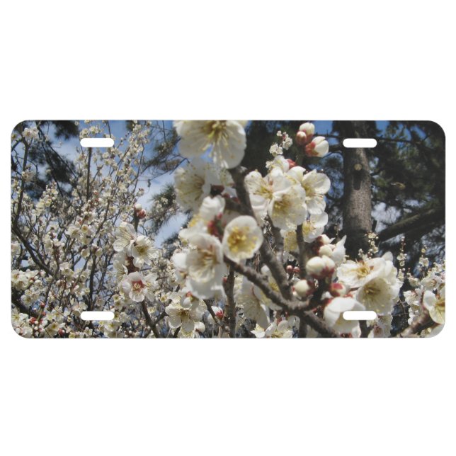 White Cherry Blossom / Sakura / サクラ（桜） License Plate (Front)