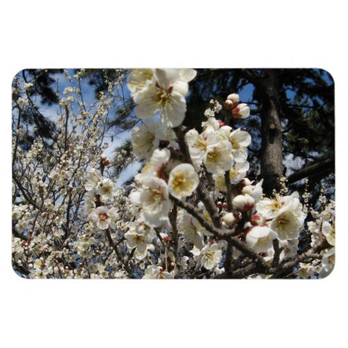 White Cherry Blossom  Sakura  サクラ桜 Magnet