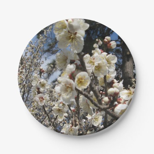 White Cherry Blossom  Sakura  サクラ桜 Paper Plates