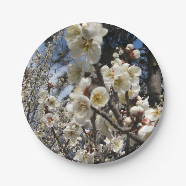 White Cherry Blossom / Sakura / サクラ（桜） Paper Plates (Front)
