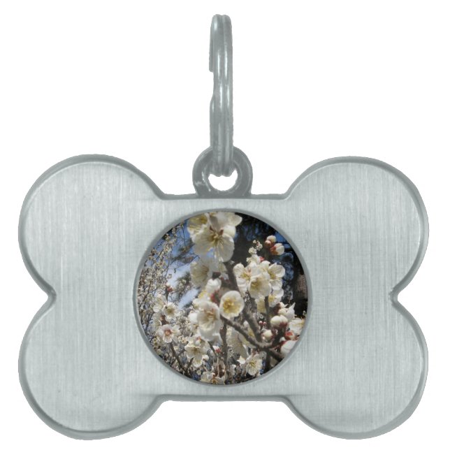 White Cherry Blossom / Sakura / サクラ（桜） Pet Tag (Front)