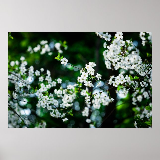 White Cherry Blossoms Green Leaves Poster (Front)