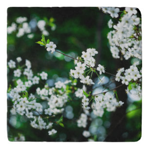 White Cherry Blossoms Green Leaves Trivet