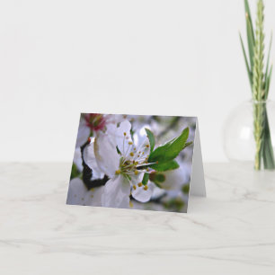 White Cherry Blossoms Note Card
