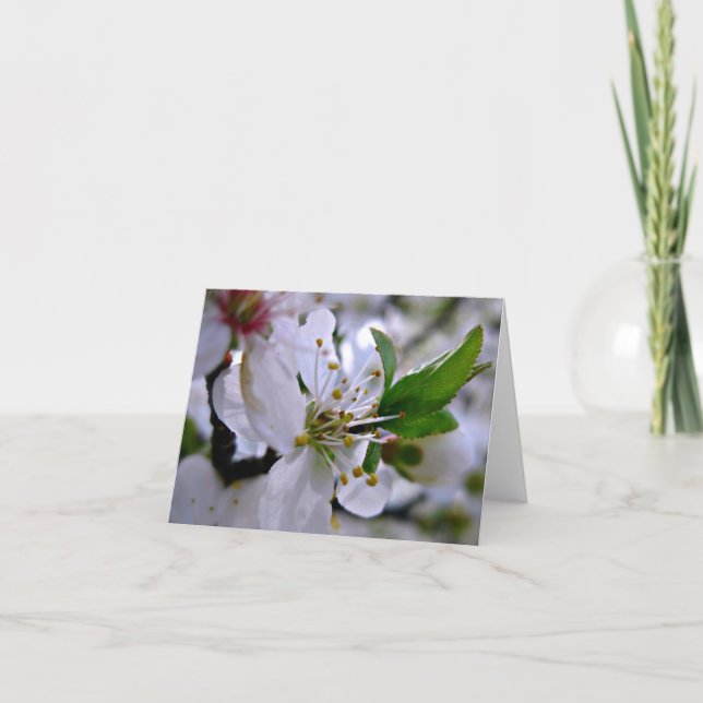 White Cherry Blossoms Note Card (Front)